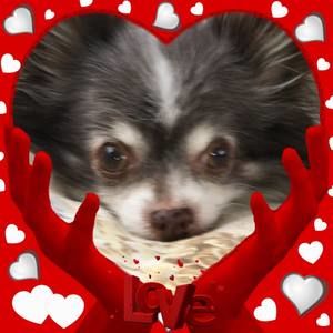 Meet your Posher, Trish